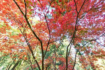 Explosion der roten Herbstblätter (Ahorn)