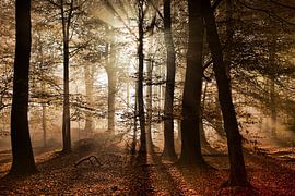 Herfst in het bos van Afke van den Hazel