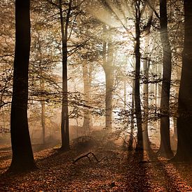 Autumn in the forest by Afke van den Hazel