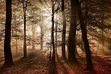 Herfst in het bos van Afke van den Hazel