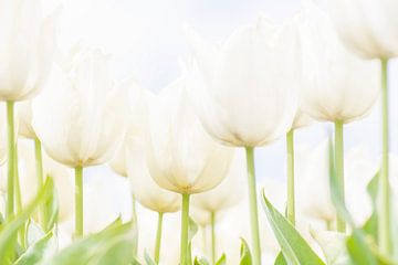 Soft white tulips in spring. by Ron van der Stappen