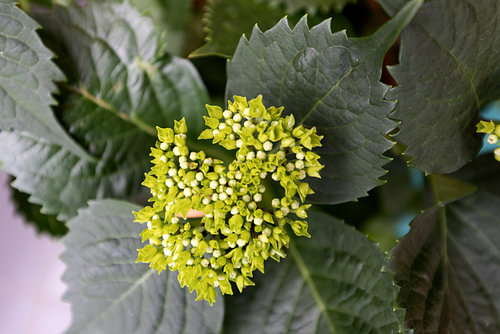 De eerste bloemen in de Emsland-tuin.