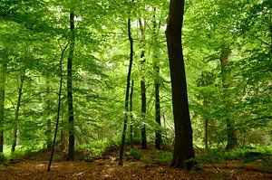 Dans la forêt de hêtres