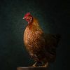 Klassisches walisisches Huhn von Elles Rijsdijk