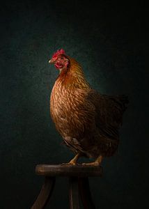 Klassisches walisisches Huhn
