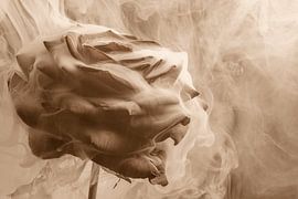 Drama in Sepia: Rose umhüllt von Rauch von Marjolijn van den Berg