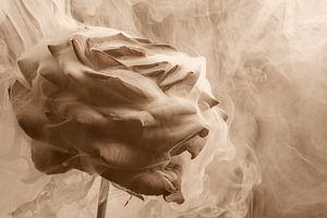 Drama in Sepia: Rose umhüllt von Rauch