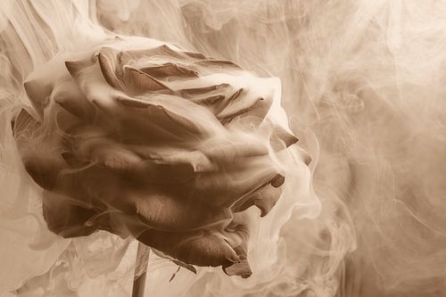Drama in sepia: Roos omhult door rook van Marjolijn van den Berg
