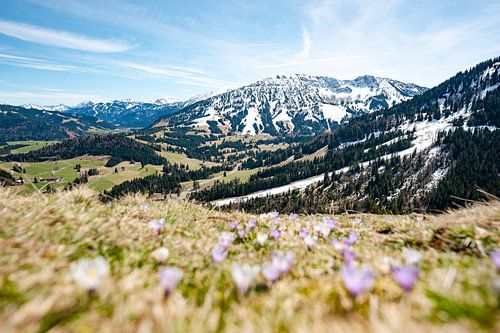 Krokussen op de Oberjoch met uitzicht op de Iseler