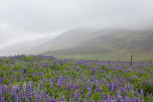 Lupine veld in de mist