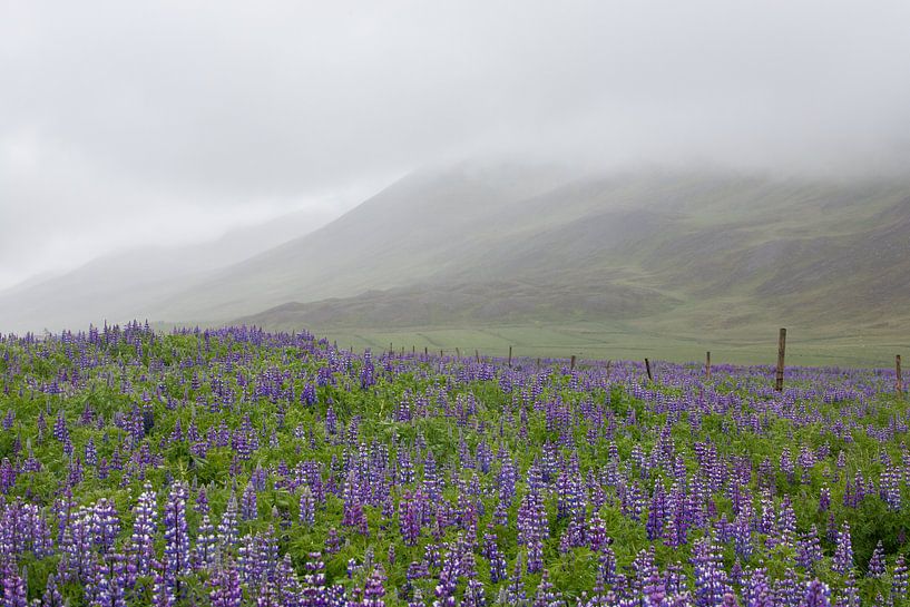 Lupine veld in de mist van PeetMagneet