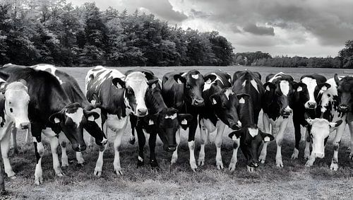 Curious cows in a row in black and white