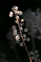 Fragile