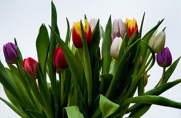 Veel kleuren in een tulpenbos van Jolanda de Jong-Jansen