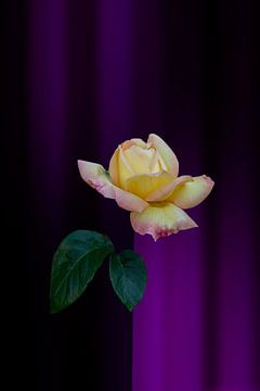 geel rode roos met fantasie achtergrond paars van Ribbi