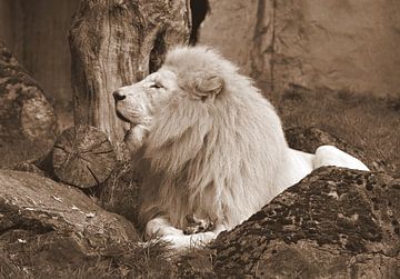 Witte leeuw in sepia van Jose Lok