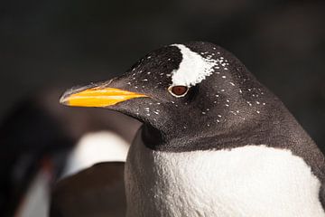 Pinguinkopf im Profil.süßer subantarktischer Pinguin, von der Sonne aus der Nähe beleuchtet, hellgel von Michael Semenov