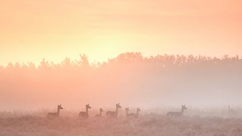 Damherten in de mist