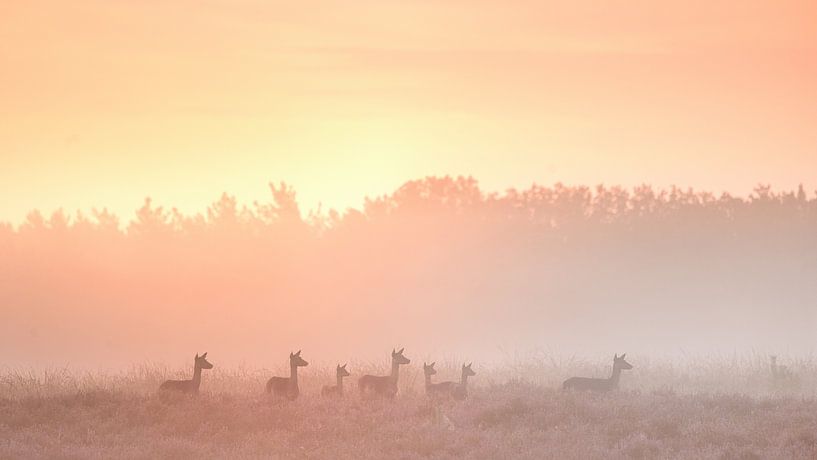 Damhirsche im Nebel von Monica de Jong