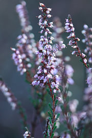 Whispers of Purple – Abstrakte Heide-Makroaufnahme von Mootjes
