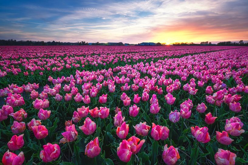 The bulb fields by Bram de Jong
