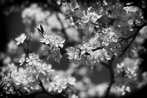 Magie de fleurs blanches noir blanc