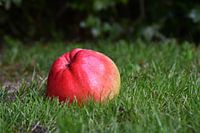An apple a day keeps the doctor away