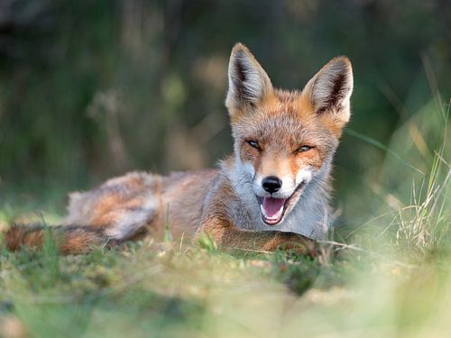 Mooie vos rust uit in het gras tijdens de zomermaanden