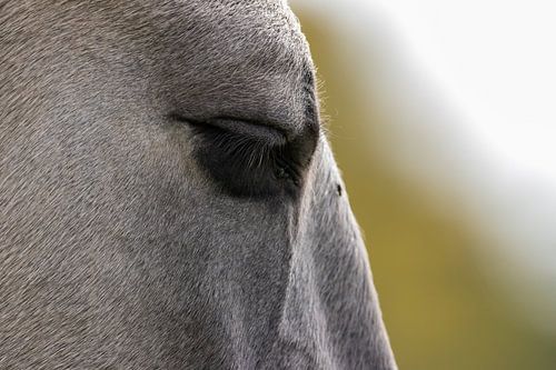 Cheval Konik