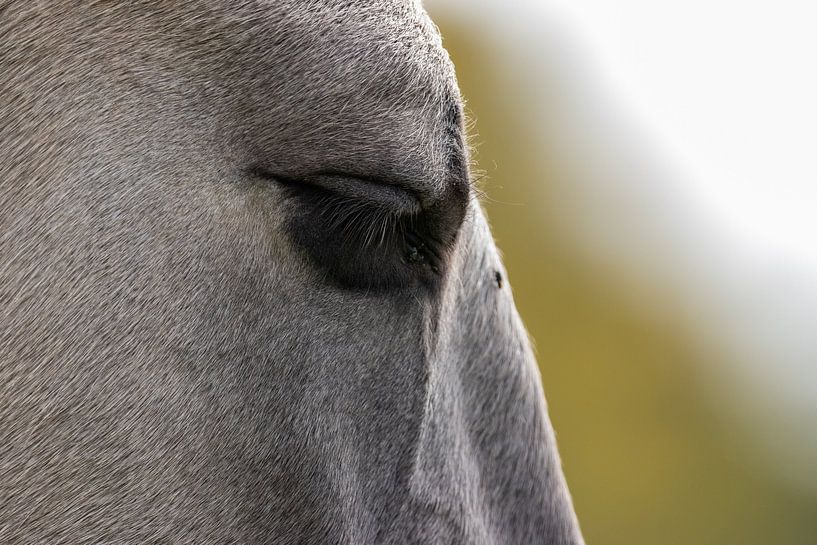 Cheval Konik par Jack Van de Vin