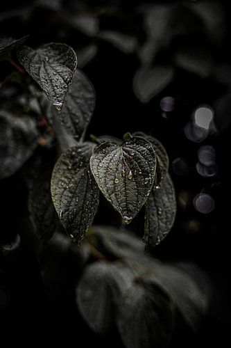 Macrophotographie de gouttes sur une feuille en automne aux Pays-Bas