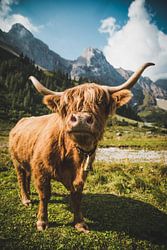 Hochlandrind in den Allgäuer Alpen