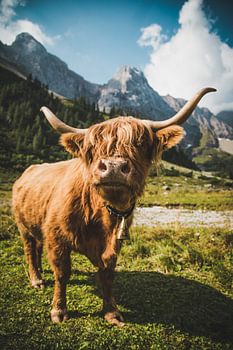 Bœuf des hautes terres dans les Alpes