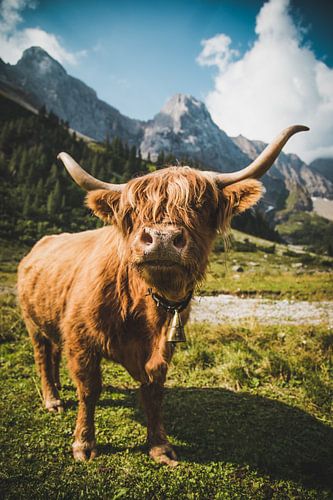Hooglanders in de Alpen