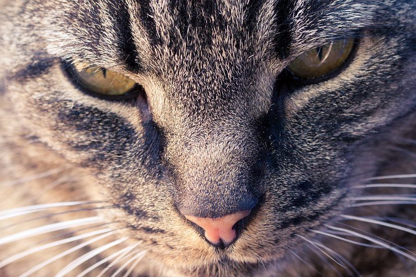 Kater by Christiaan Onrust