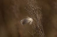 Plume dans la nature par Tanja van Beuningen Aperçu