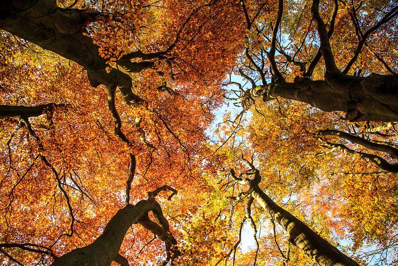 De herfst van Monica Zimmermans