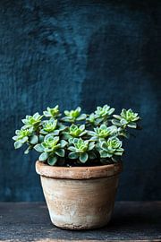 Green plant in terracotta pot by Imperial Art House