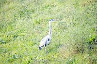 Reiger