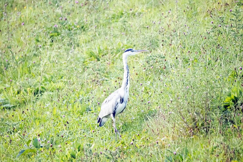 Reiger van JW Image Solutions