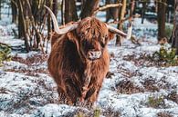 Schotse Hooglander in de sneeuw van Julius Pot thumbnail