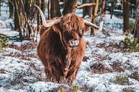 Schottischer Highlander im Schnee