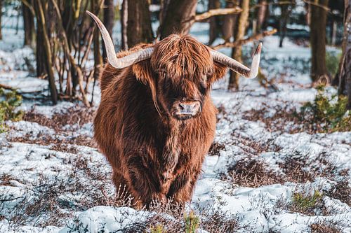 Schottischer Highlander im Schnee