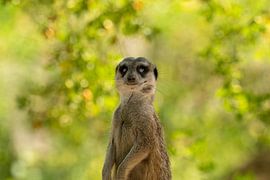 Meerkat by Michael van Eijk