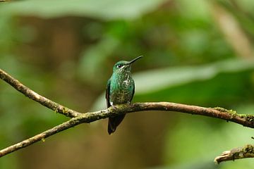 De kleurige veren van Costa Rica van Tessa van der Laan