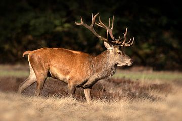 Red deer by Henk Zielstra