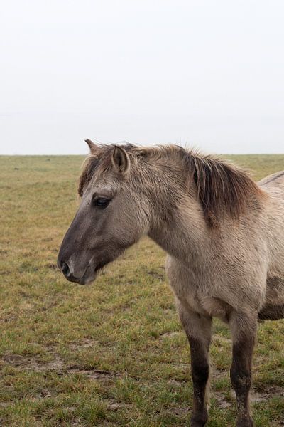 Wild paard bij slot Loevestein van Noortje Muller