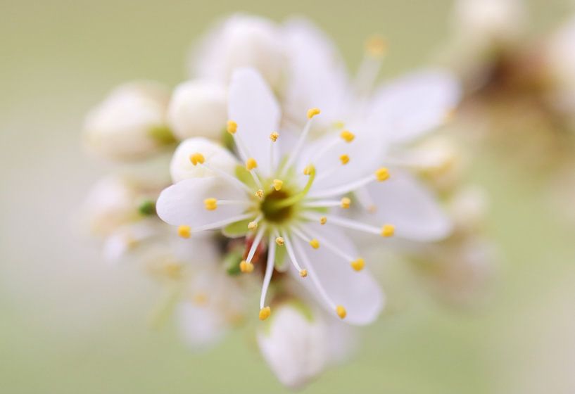 Blüte von Milou Hinssen