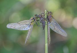 Smaragdlibel en Viervlek aan het uitharden in het bos by Marcel Klootwijk