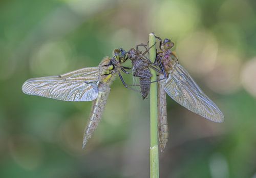 Smaragdlibel en Viervlek aan het uitharden in het bos